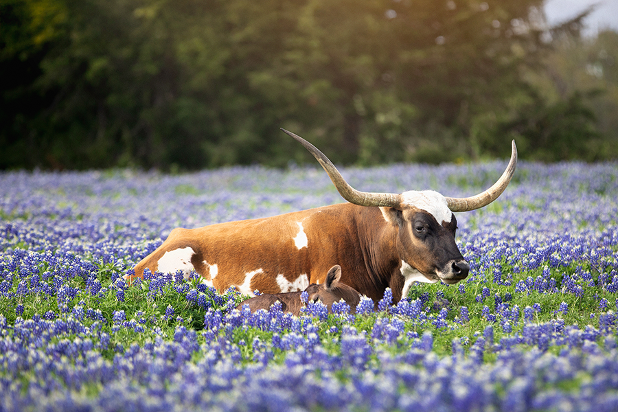 Washington County cow in bluebonnets Y6A9680.JPG Coches que circulan por una intersección divergente en forma de diamante